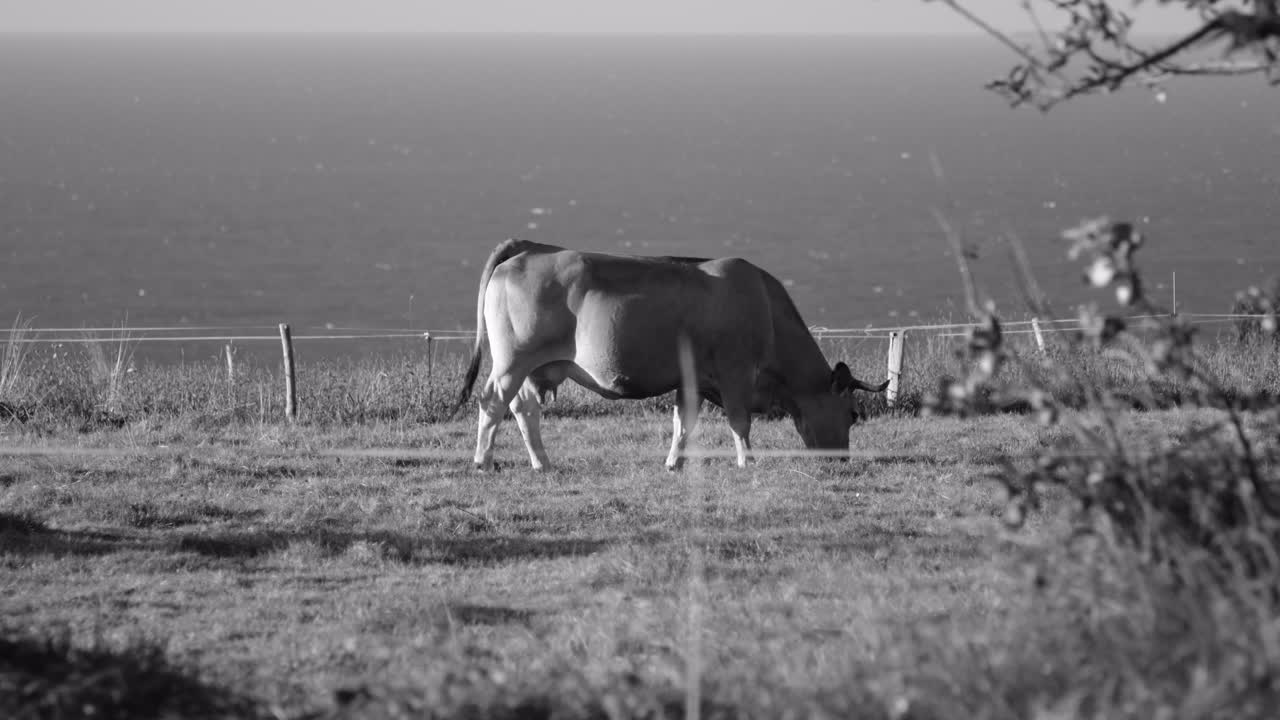 그레이 스케일, 모노크롬으로 바다 배경을 가진 목초지에서 목축하는 소