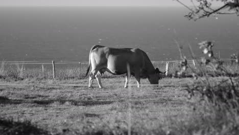 grazing cow on a pasture with ocean backdrop in grayscale, monochrome