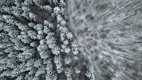 snowy tree forest transition dense to open with snow on frozen ground drop down aerial view