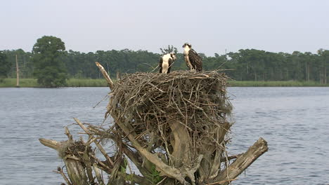 medium shot ospreys in nest in the sound