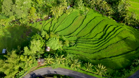 Arriba-Hacia-Abajo-De-Los-Campos-De-Arroz-En-Terrazas-Cerca-De-La-Aldea-Rural-En-Bali,-Indonesia---Toma-Aérea