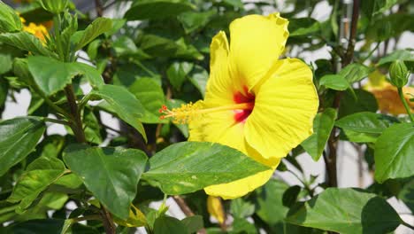 Gelbe-Chinesische-Hibiskusblüte-Weht-Im-Wind