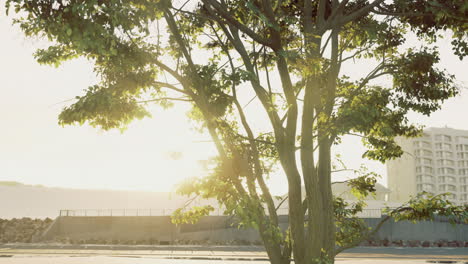 sunlight filters through tree leaves in urban area during morning hours