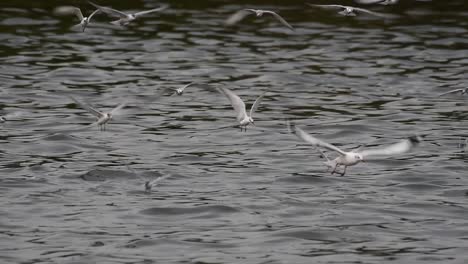 Terns-and-Gulls-Skimming-for-Food-are-migratory-seabirds-to-Thailand,-flying-around-in-circles,-taking-turns-to-skim-for-food-floating-on-the-sea-at-Bangpu-Recreational-Center-wharf