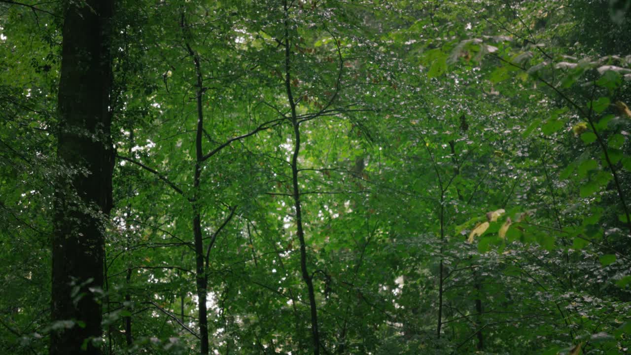 Lush green beech forest with raindrops falling down and natural camera movement in middle europe