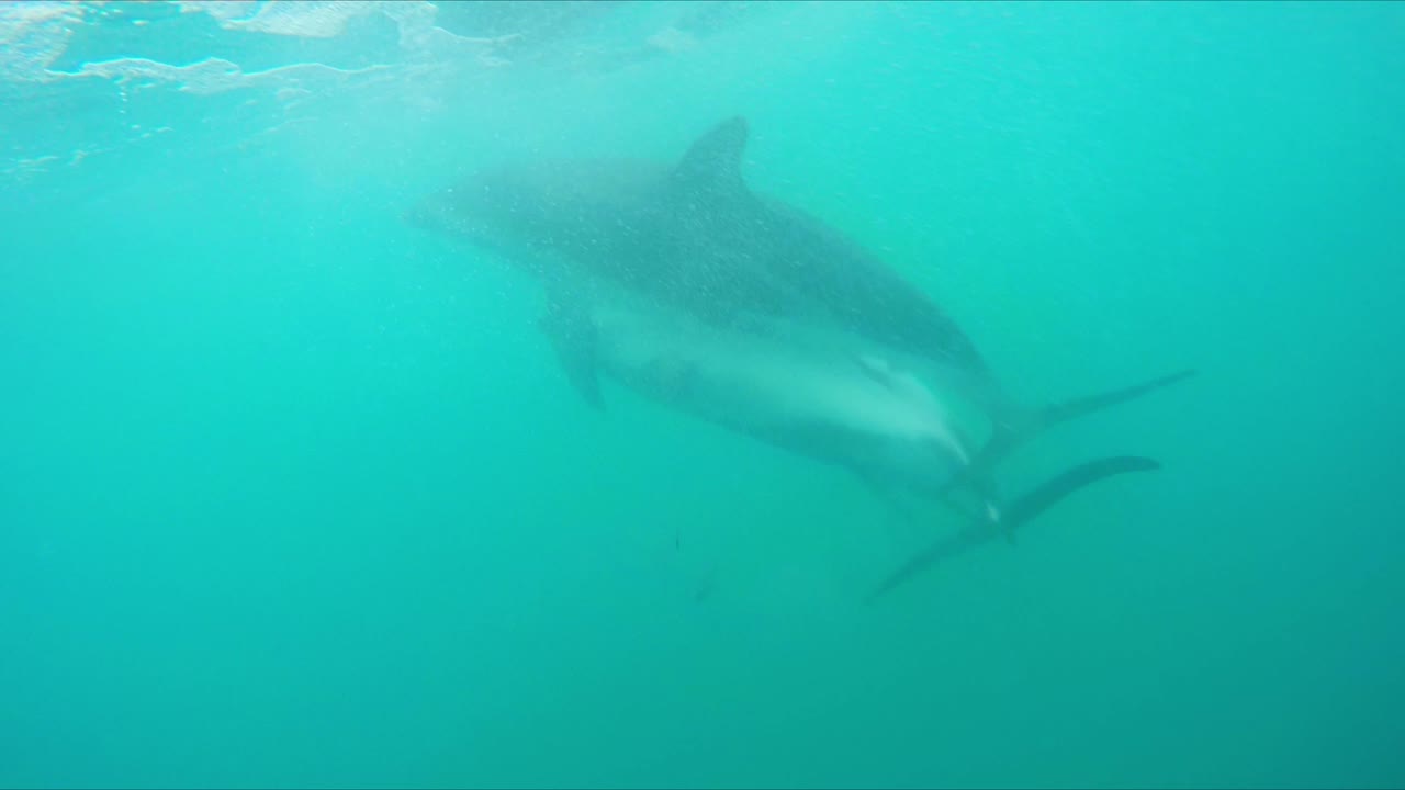 Pair of Dusky dolphins mating underwater in blue ocean off the coast of kaikoura New Zealand while swimming