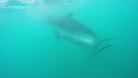 par de delfines oscuros apareándose bajo el agua en el océano azul frente a la costa de kaikoura, nueva zelanda, mientras nadan