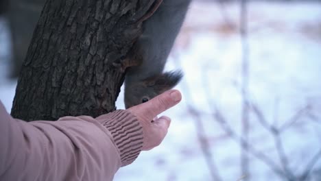 squirrel eating from a hand in winter