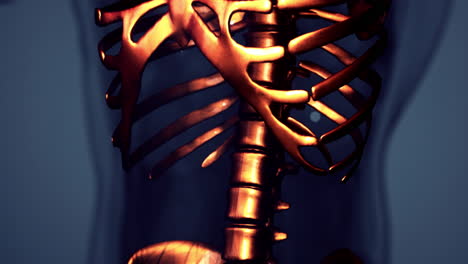 3d rendered medical animation of a human bones