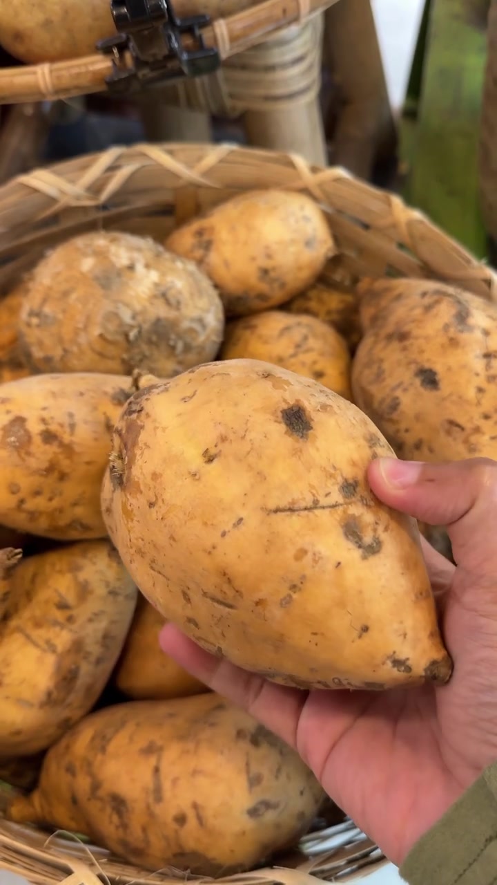 Colhendo Batatas Doces Frescas de um Cesto Trançado