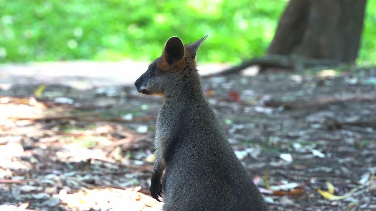 primer plano de un wallaby de cuello rojo o wallaby de bennett, notamacropus rufogriseus con cuerpo gris rojizo visto de pie, con las orejas moviéndose, escuchando los sonidos circundantes