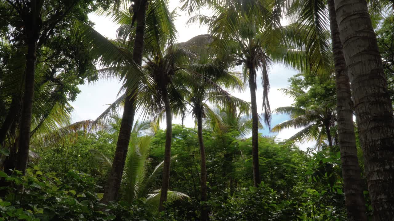 мирная сцена в джунглях на экваториальном острове, влажная погода, статичная съемка 4k