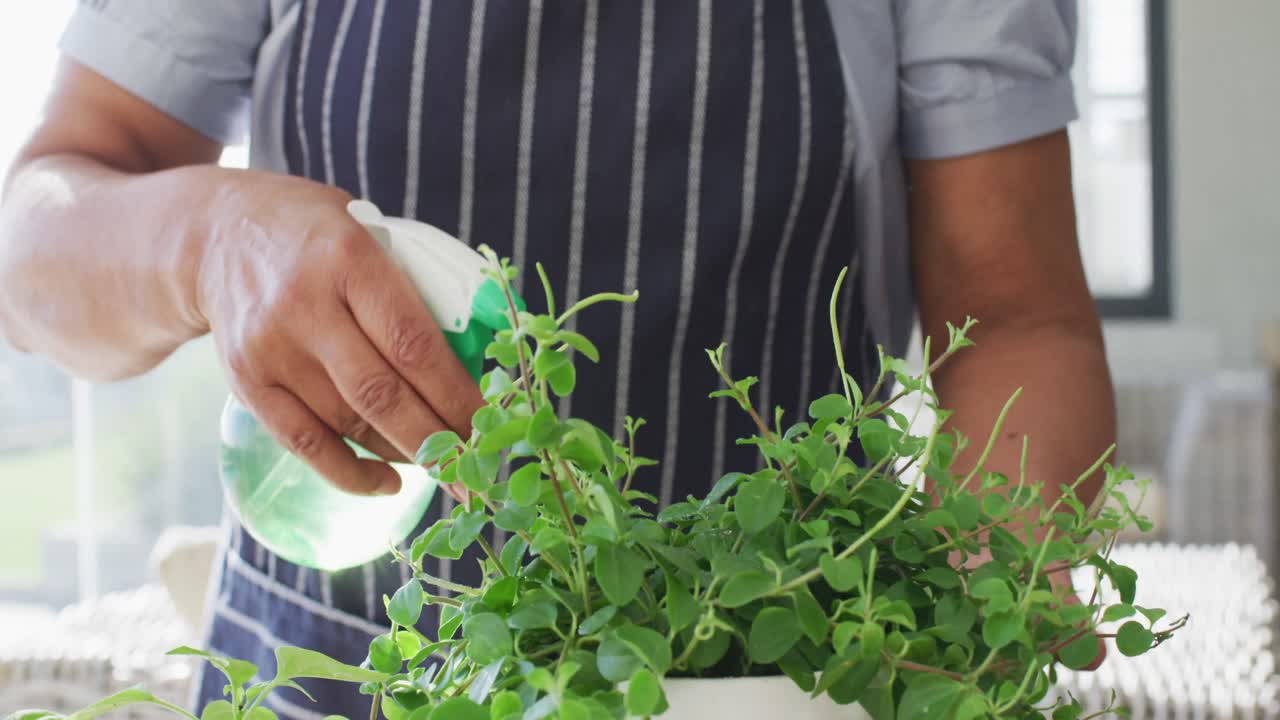 sección media de una mujer mayor afroamericana con un delantal rociando agua sobre las plantas en casa