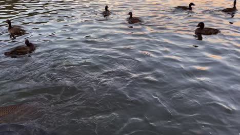 sydney centennial park ducks and fish feeding during sunset
