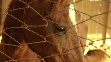 close up of beautiful brown horse behind the fenc in stable