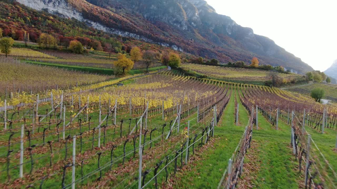 남쪽 티롤의 가을에 포도원 위에 공중 무인 항공기