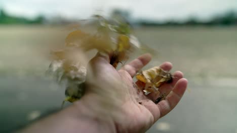 dry and dead leaves crunching in the hand and let go in the wind in the autumn season