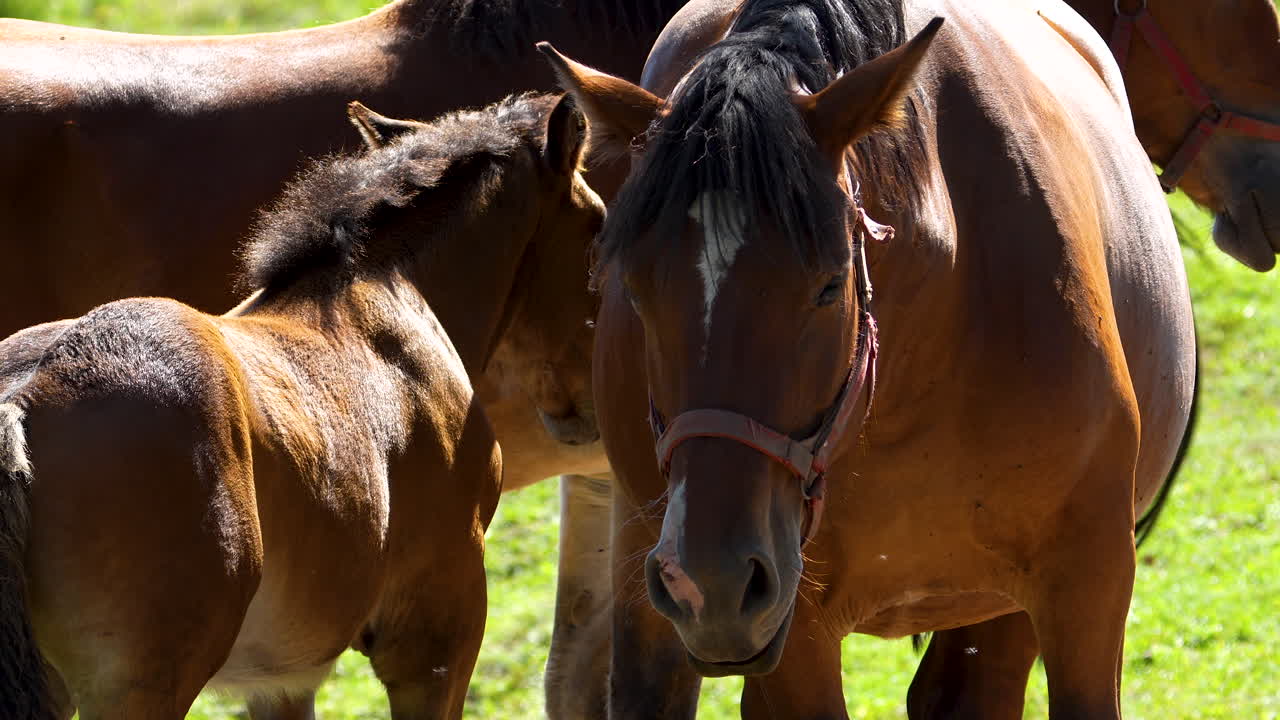 A group of horses standing close together in a green pasture, some with red halters