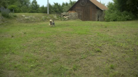 Little-puppy-running-to-camera