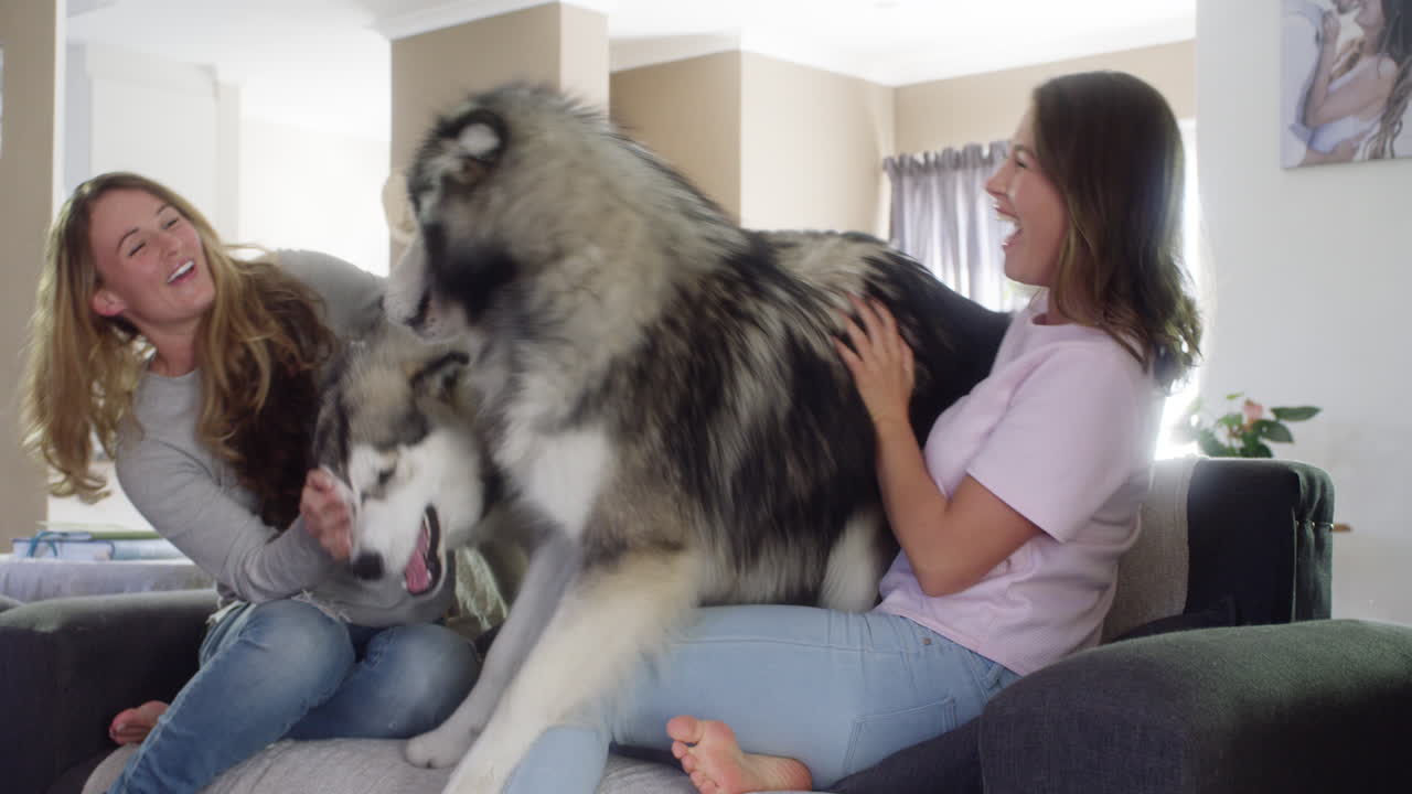 개 털로 가득 찬 집은 재미있는 집입니다.