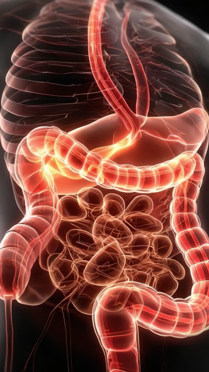 Visualizzazione dettagliata del sistema digestivo umano: uno sguardo approfondito agli organi e alle loro funzioni nei processi di digestione e assorbimento dei nutrienti