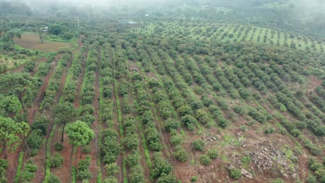 drone shot: dolly shot of avocado fields revealed by clouds