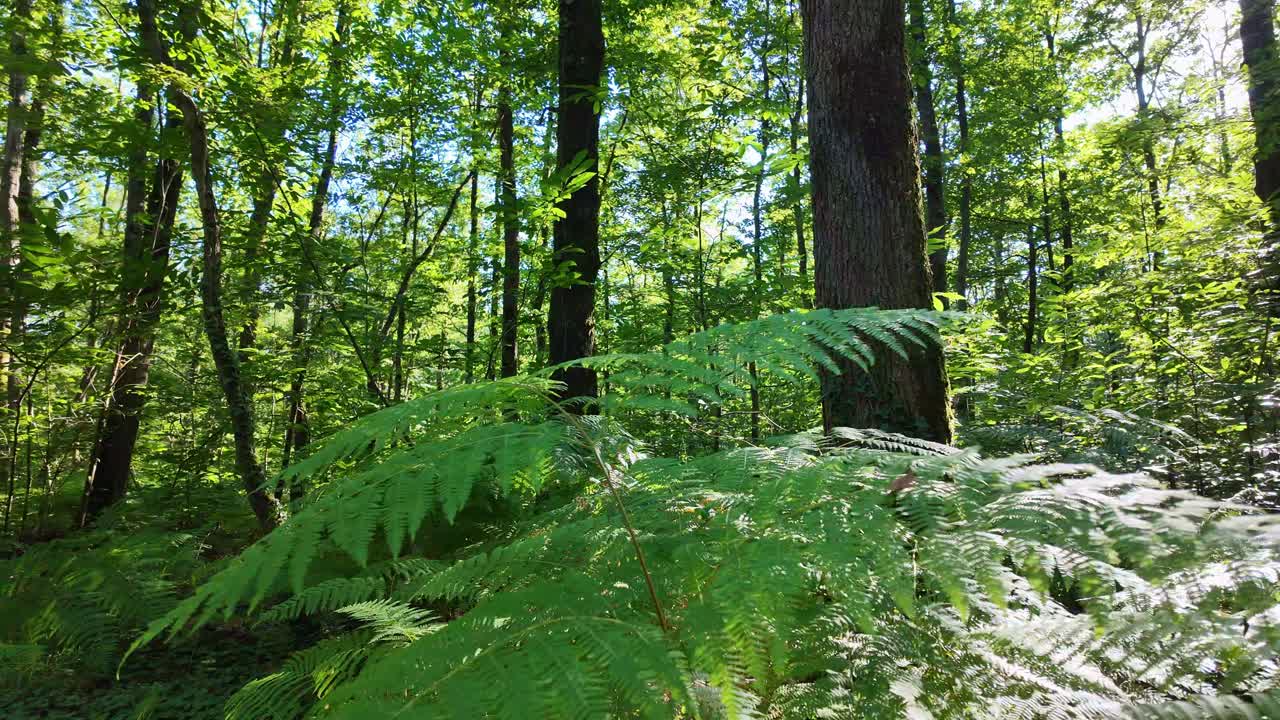 vista de cerca de algunos helechos verdes enormes en el bosque de huisserie, mayenne, francia