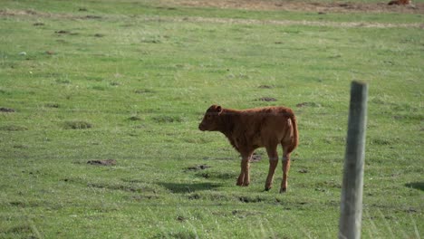 close shot of a cow-calf running in a green pasture of canada