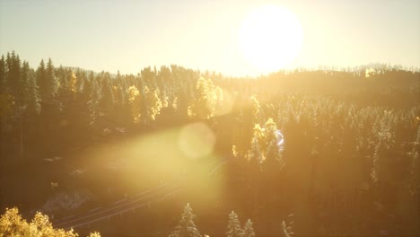 rays of the sun make their way through the branches