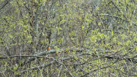 Common-kingfisher-is-sitting-on-the-branches-near-river-looking-for-food-and-nest