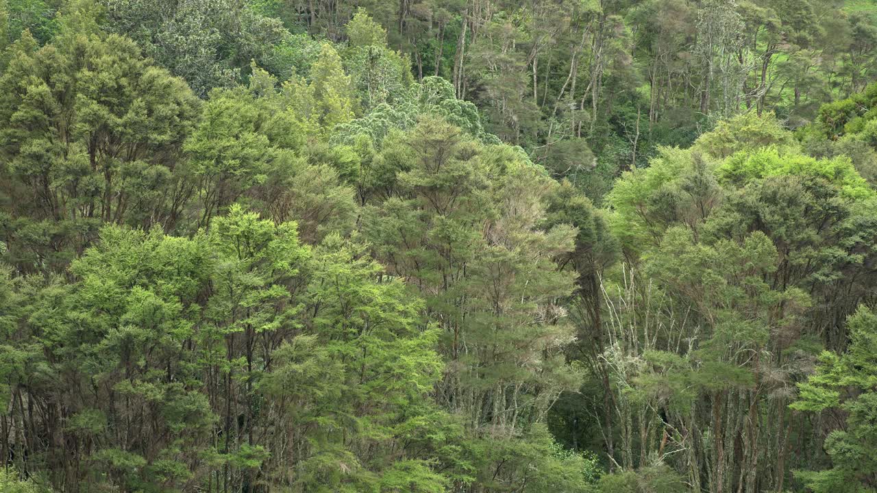 Beautiful native Manuka trees swaying in the breeze -New Zealand -wide