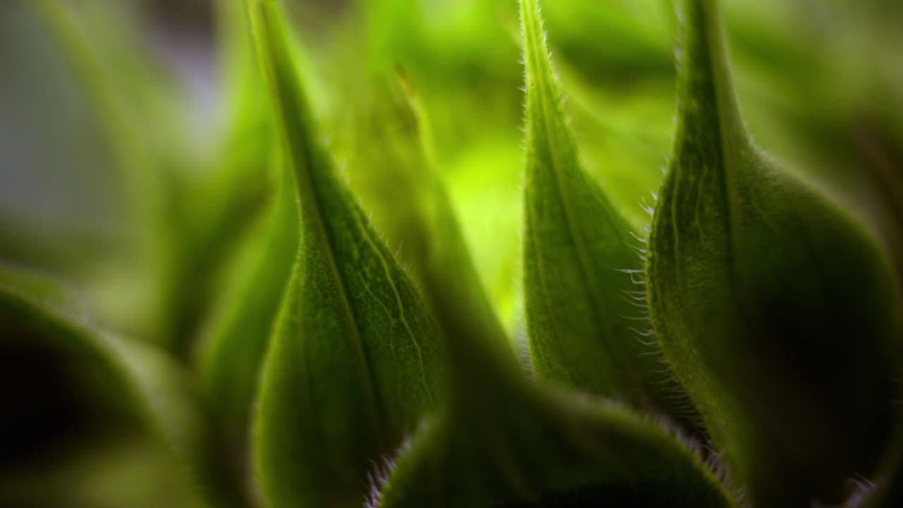 the tender bud of a sunflower in flower farm in sunny day at gundlupet,a tender or immature flower bud, the stage before the sunflower fully opens