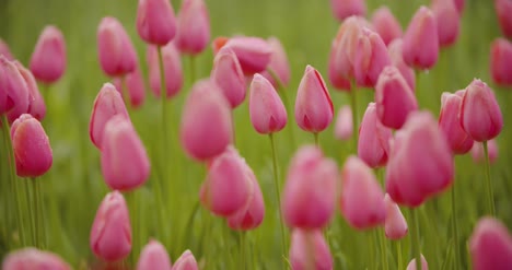 Hermosos-Tulipanes-Rojos-Que-Florece-En-El-Campo-15