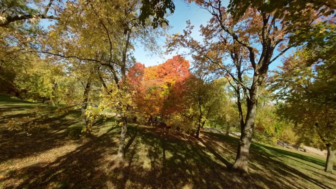 FPV drone ascends through yellow leaves in understory canopy of Mount Royal park in Montreal, Canada, showing fall colors and forested landscape