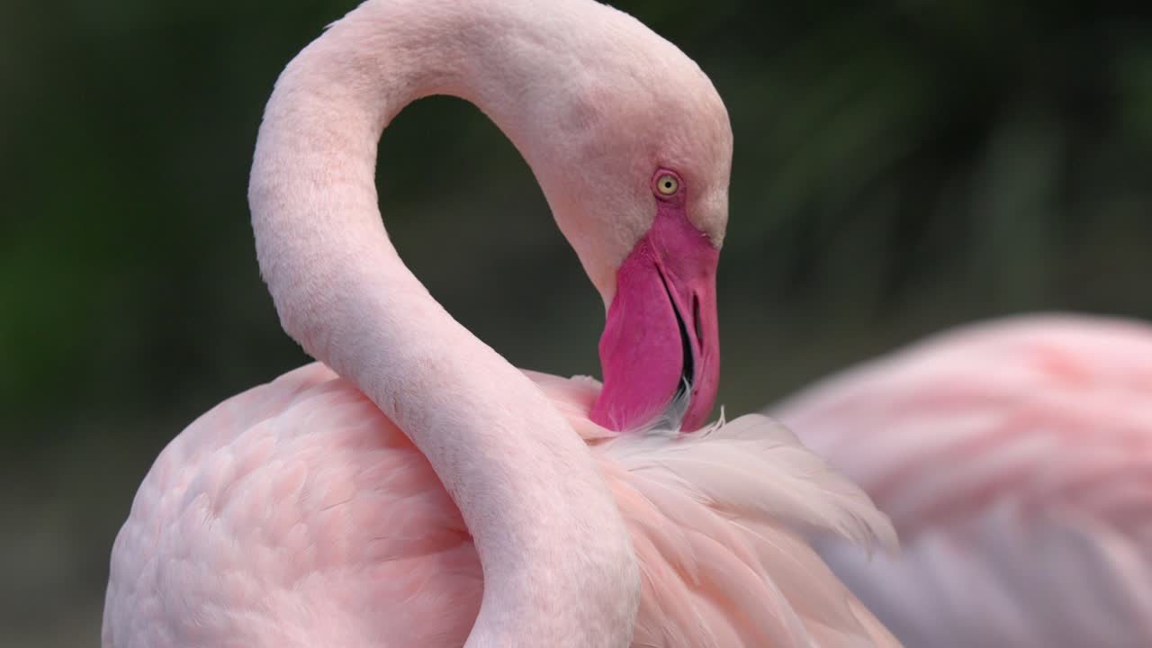 플라밍고 는 분홍색  ⁇ 털 을 깨 ⁇  히 유지 하기 위해  ⁇ 고 있다