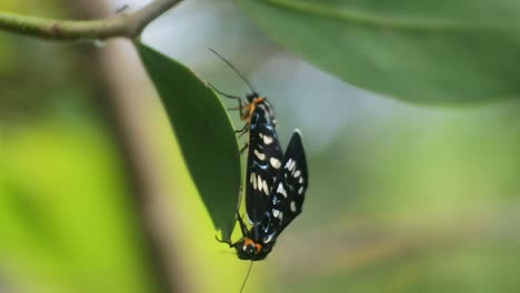 black-butterfly-partnered-with-perched-on-a-branch-in-the-backyard,-hd-video