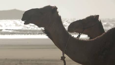 Kamele-Amüsieren-Sich-Am-Strand