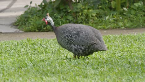 helmeted guineafowl with its distinctive speckled plumage and red wattle walks across a lush green lawn