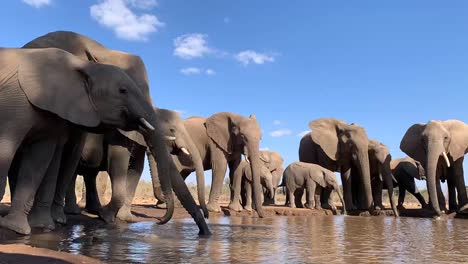 Timelapse-of-a-big-herd-of-African-elephants-drinking-at-a-waterhole-in-Mashatu,-Botswana