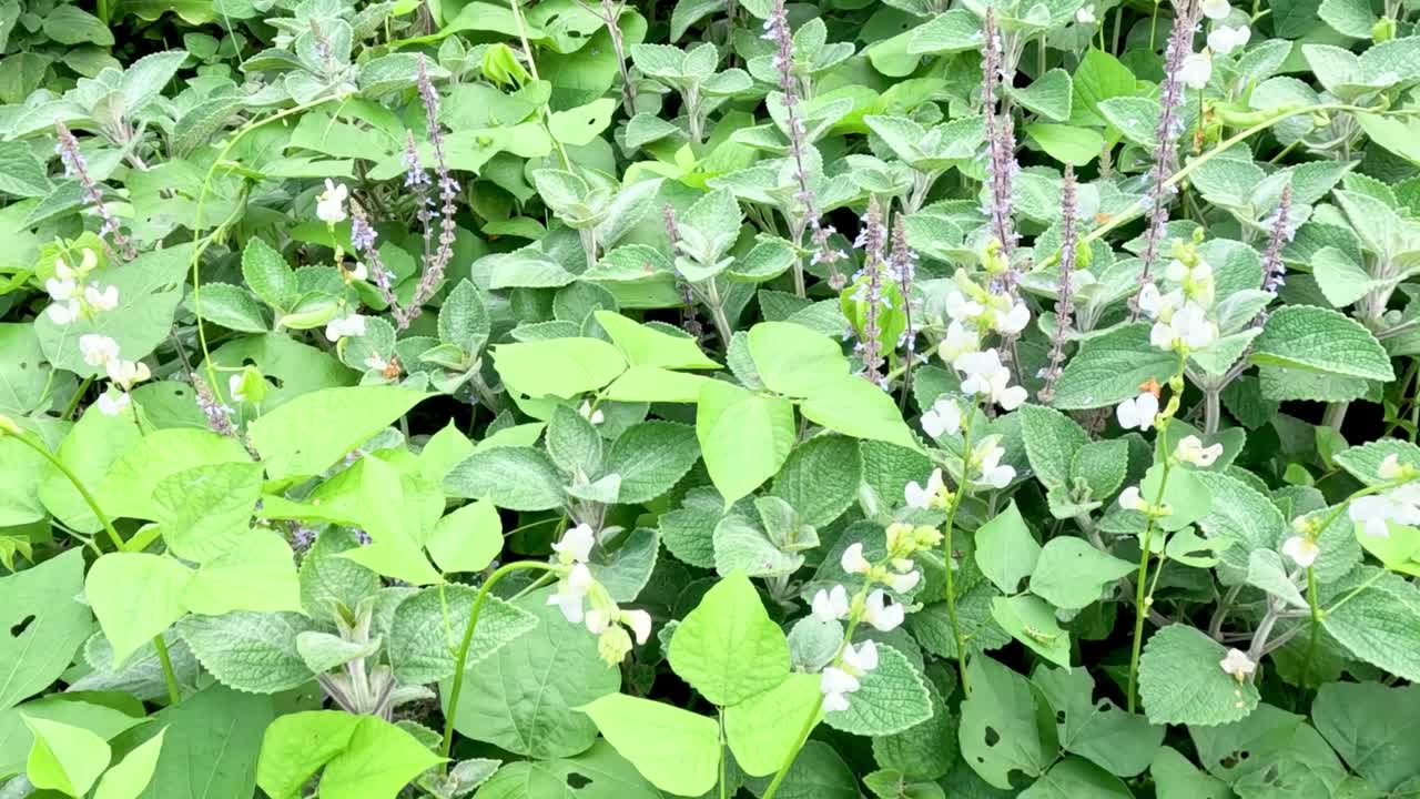 A dense array of green leaves interspersed with small, delicate white flowers in a natural setting.