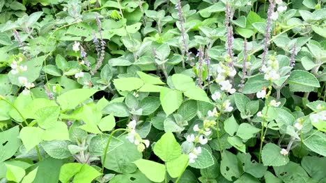 a dense array of green leaves interspersed with small, delicate white flowers in a natural setting.