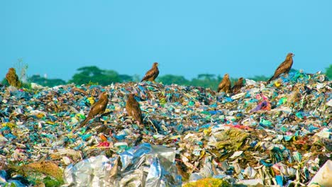pájaros águila o cometa negra se sentaron en pilas de desechos de basura en un vertedero en asia