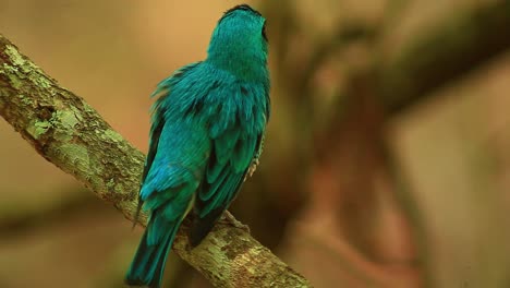 Primer-Plano-De-Golondrina-Tangara-Posado-En-Una-Rama,-Observando-Los-Alrededores