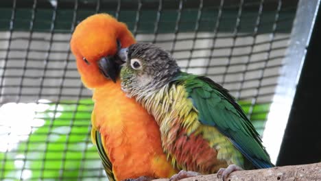 loros coloridos están enamorados en un parque