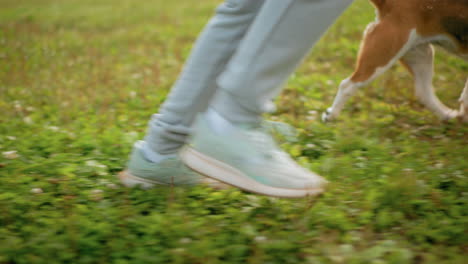 Leg view of instructor jogging energetically on grassy field alongside bull dog during sunny day, sneakers moving swiftly over green clover and wild grass, capturing dynamic outdoor exercise