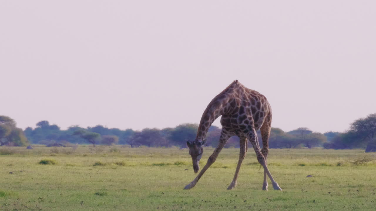 A lone giraffe standing While eating grass in Nxai Pan, Botswana with the perfect white sky in the background - Close Up Shot