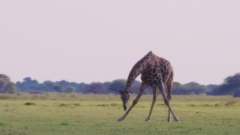 A-lone-giraffe-standing-While-eating-grass-in-Nxai-Pan,-Botswana-with-the-perfect-white-sky-in-the-background---Close-Up-Shot