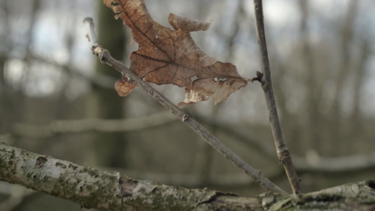 Single autumn leaf in breeze grows on tree branch tilting close up shot