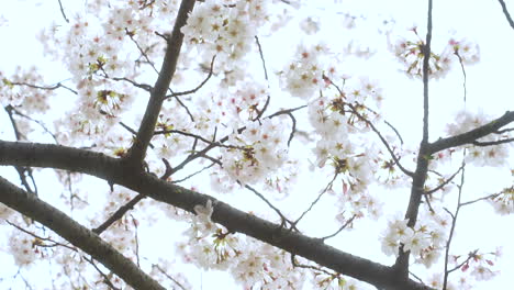 tiny and dainty sakura flowers in full bloom - close up shot