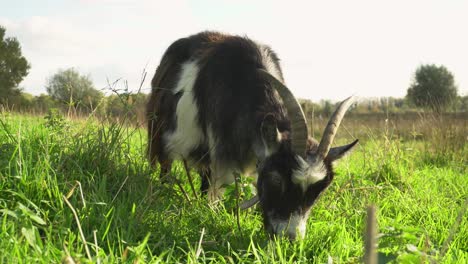 goat with large horns eating grass, camera ground level closeup